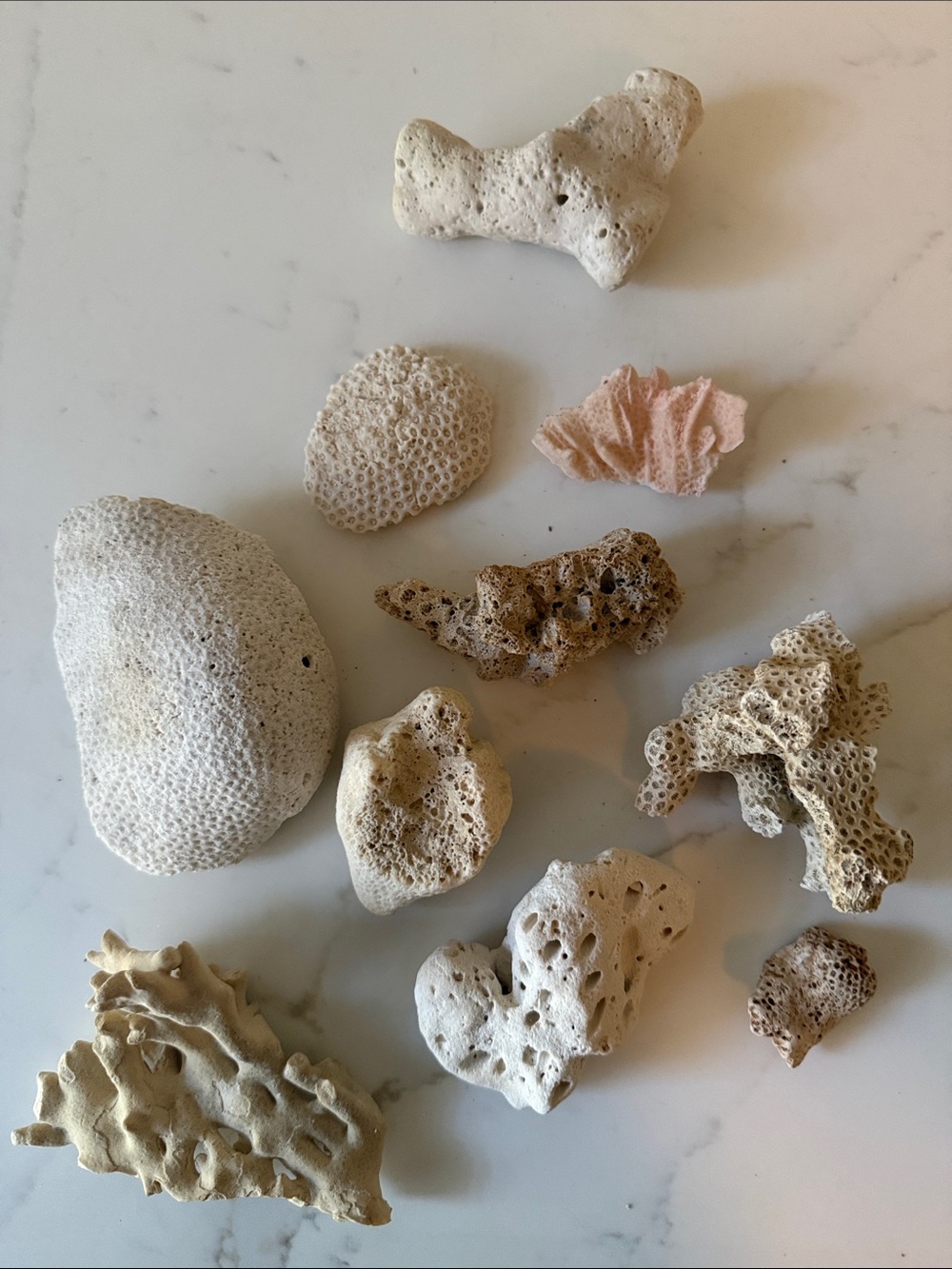 Fossilized Coral Miscellaneous 10-piece